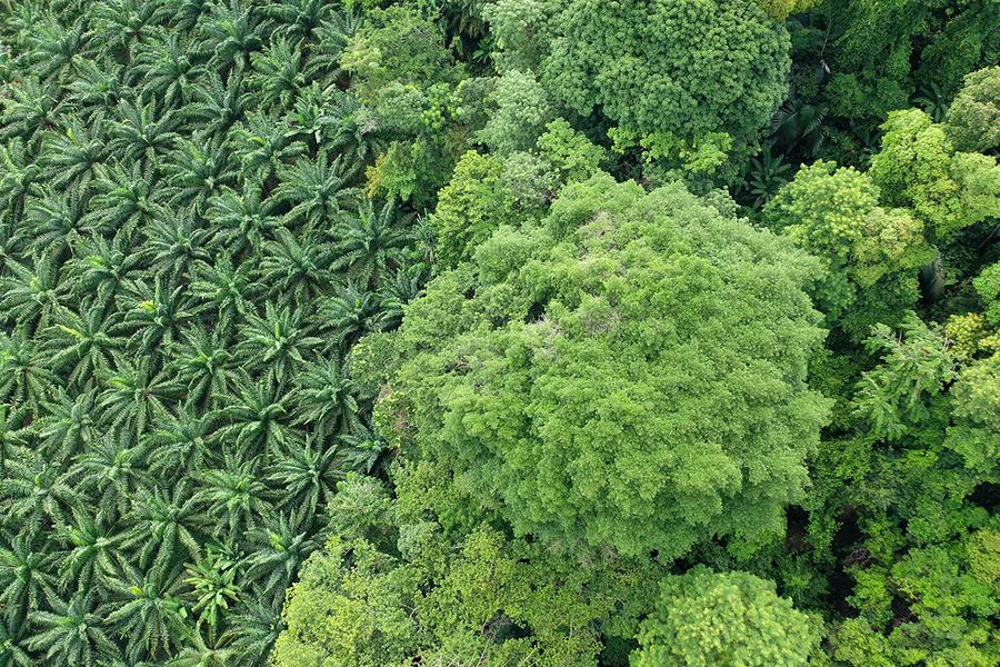 Bureau Veritas Slovenia - EUDR uredba proti krčenju gozdov